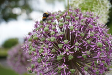 Obraz premium close up of lavender flowers