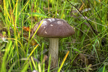 Edible Wild Birch Bolete Mushroom (Leccinum scabrum) Growing in Grass. A close-up view of a single, wild birch bolete mushroom emerging from tall green grass and moss on the forest floor.