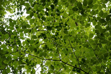 green leaves background