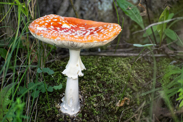 Vibrant Red Fly Agaric Mushroom (Amanita muscaria) Growing on Forest Floor Moss. Close-up shot, bright red fly agaric mushroom featuring distinctive white spots on its cap and white stalk with ring.