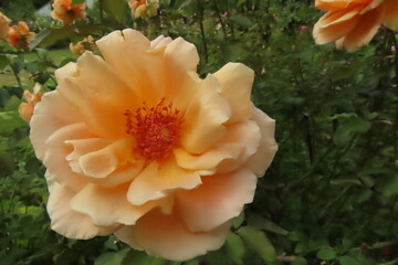 明るいオレンジのバラ