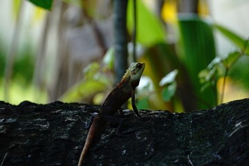 Lizard Resting on Tree Trunk in Tropical Forest Light
