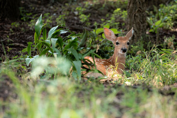 Baby deer in the front yard