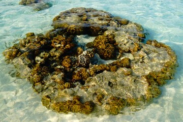 Coral Reef Cluster in Shallow Clear Water