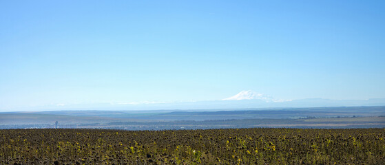 Agricultural Landscape Sunflower Plantation Against