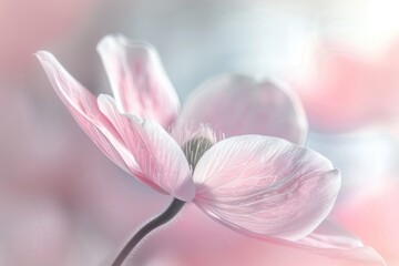 Naklejka premium Flower geranium outdoors blossom.