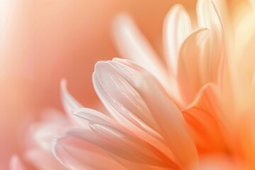 Naklejka premium Hindu asteraceae blossom dahlia.