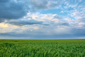 landscape with green autumn barley field in spring sunlight on the field