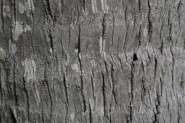 Detailed Close Up of Palm Tree Bark Texture
