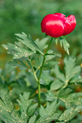 Paeonia peregrina blooming in Dobrogea