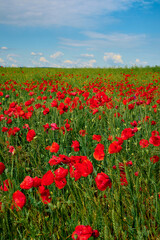 red field with blooming poppies in Dobrogea