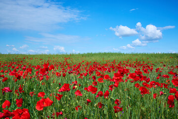 red field with blooming poppies in Dobrogea