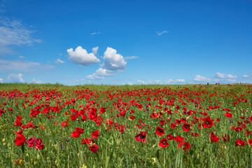 red field with blooming poppies in Dobrogea