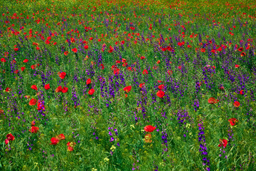 red field with blooming poppies in Dobrogea