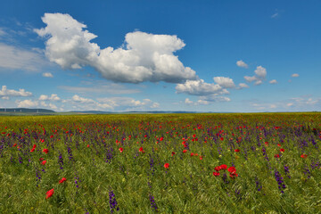 red field with blooming poppies in Dobrogea