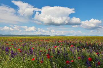 red field with blooming poppies in Dobrogea