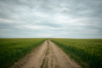 landscape with green autumn wheat field in spring sunlight on the field