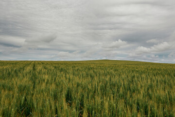 landscape with green autumn wheat field in spring sunlight on the field