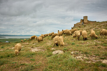 sheep grazing in the spring on the hills of Dobrogea