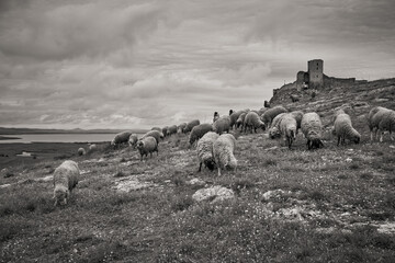 sheep grazing in the spring on the hills of Dobrogea