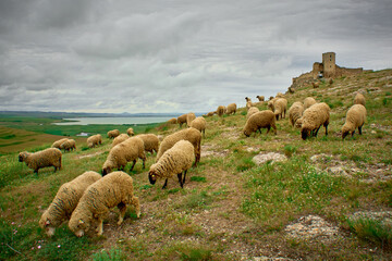 sheep grazing in the spring on the hills of Dobrogea