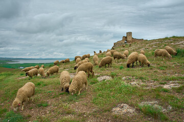 sheep grazing in the spring on the hills of Dobrogea