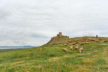 sheep grazing in the spring on the hills of Dobrogea