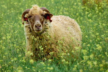 sheep grazing in the spring on the hills of Dobrogea
