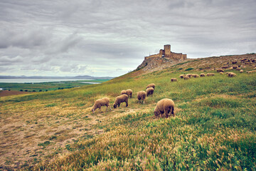 sheep grazing in the spring on the hills of Dobrogea
