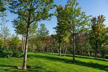 Well-maintained public landscape city Park Krasnodar or Galitsky Park with young trees planted in rows on green grassy slope, set against backdrop of mixed deciduous trees and clear blue sky