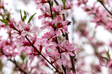 Fototapeta premium Beautiful cherry blossom flowers blooming in springtime, showcasing their pink petals against a bright sky and vibrant green leaves