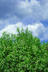 Bright green foliage under a cloudy sky with large white clouds in the background showcasing a vibrant natural landscape in spring
