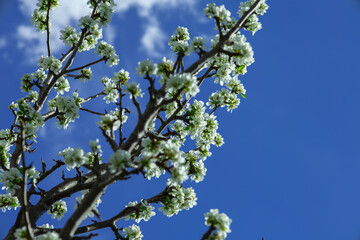 Beautiful white blossoms on a tree against a bright blue sky during springtime in a peaceful garden