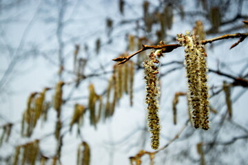 Soft clusters of catkins hang from a tree branch in a serene landscape, showing the beauty of early springtime awakening