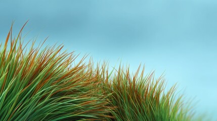 Vibrant Green Grass with Orange Highlights Against a Soft Blue Sky Background, Natural Scenic Beauty for Freshness and Tranquility