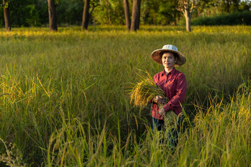 Portrait Asian woman farmer harvesting in the rice field.Thailand agriculture in harvest season.Agriculture Thai female farmer working in the rice field at countryside concept.