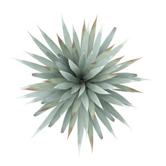 3D rendering of Agave-tequilana plant on transparent background from the top view