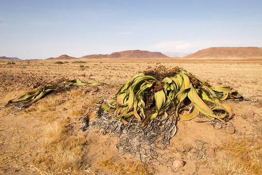 Welwitschia mirabilis in Namib desert 364