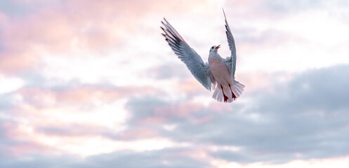 Flight through pink clouds. Symphony of dawn.
