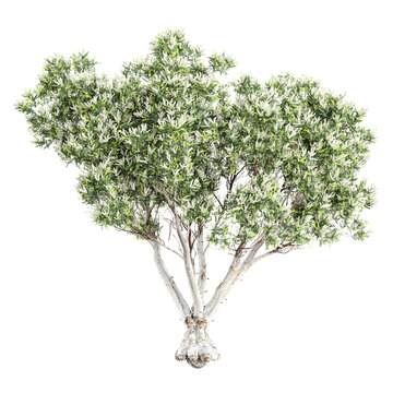 collection of Flax-leaved paperbark tree with realistic style