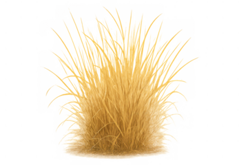 Golden yellow dry grass tuft on a transparent background, useful for nature, environment, and seasonality concepts