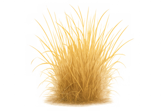 Golden yellow dry grass tuft on a transparent background, useful for nature, environment, and seasonality concepts
