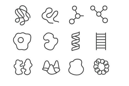 Protein Study Icons. Line style icons of protein study: ribbon diagram, folded chain, amino acid link, molecular ball-stick;