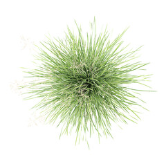 collection of Tufted hair grass on transparent canvas from the top view