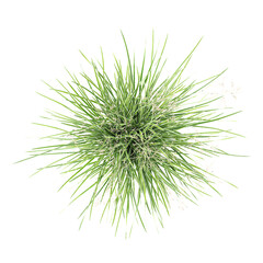 collection of Tufted hair grass with realistic style from top view