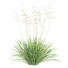 collection of Tufted hair grass with realistic style