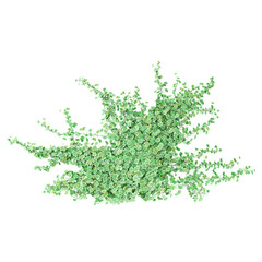 Green Australian Native Violet grass isolated on Canvas from top view