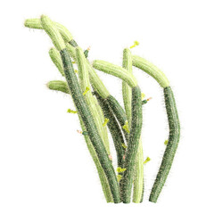 Green Bergerocactus-emoryi tree isolated on transparent Canvas