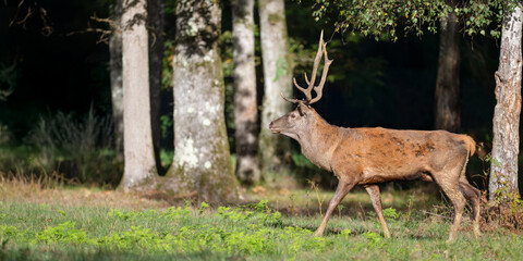 Red deer stag walking in a clearing at the edge of a forest during the rut. Cervus elaphus, Réserve zoologique de la Haute-Touche, Azay le Ferron, Indre 36, région Centre Val de Loire, France, Europe