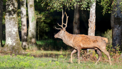 Red deer stag walking in a clearing at the edge of a forest during the rut. Cervus elaphus, Réserve zoologique de la Haute-Touche, Azay le Ferron, Indre 36, région Centre Val de Loire, France, Europe